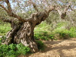 kalivianischer uralter Ölbaum