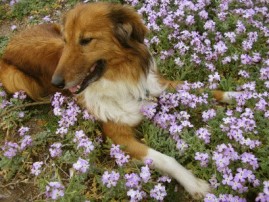 Lassie, die unseren Frühling 2008 nur noch aus dem Hundehimmel beobachten kann.