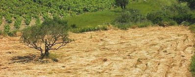ein abgemähtes Weizenfeld von Lousakies