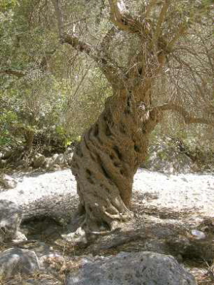 Olivenbaum, linksdrehend