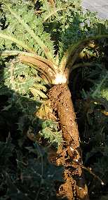 Die frisch geerntete Wurzel