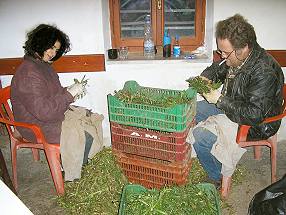 der Stamnangathi wird ges�ubert