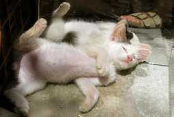 ...die Plauze voll...