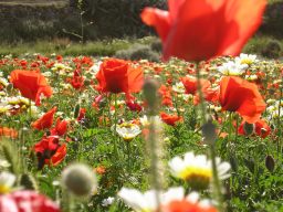 Mohnfelder sind selten, aber sie gibt es noch in Kaliviani