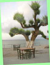 beschnittene Tamariske vorm Korakas in Kissamos