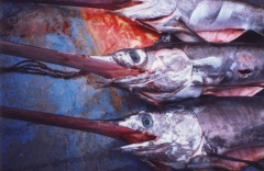 Das blutige Ende der Schwertfische