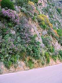 Topolia, bl�hender Berghang vor dem grossen Brand