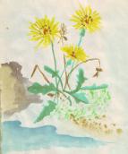 Malerei: Viele "Unkr�uter" sind auf Kreta herrliche Delikatessen